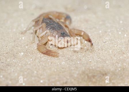 Nahaufnahme von einem Skorpion auf sand Stockfoto