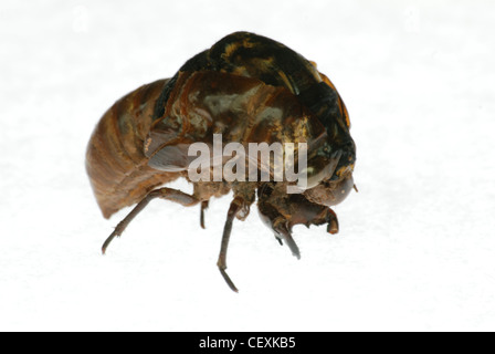 Zikade und Häutung Bewegungsapparate isoliert in weiß Stockfoto