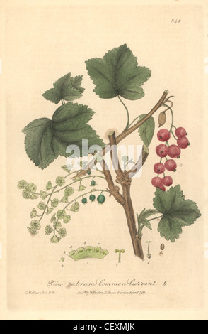 Gemeinsame rote Johannisbeere, Ribes Rubrum. Stockfoto