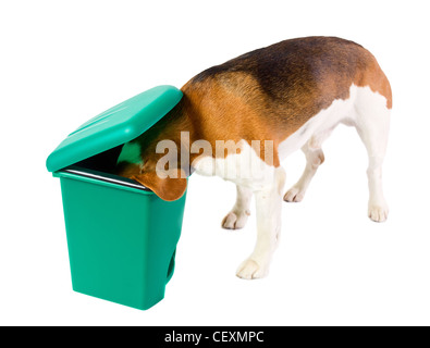 Was gibt es Neues? Der Hund prüft einen grünen Müll can.white Hintergrund. Stockfoto