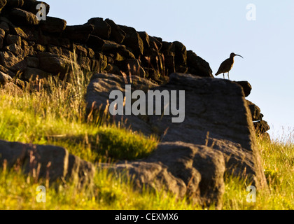 Brachvogel, einen gemeinsamen Moorland Vogel gefunden auf die Mauren von Land, Bronte in Yorkshire, England Stockfoto