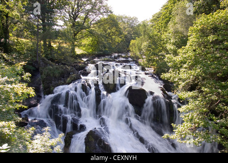 Swallow Falls fließt in voller Flut auf Afon Llugwy Fluss, Snowdonia-Nationalpark, Betws y Coed, Gwynedd, Nordwales, UK Stockfoto