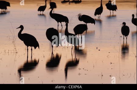 Kraniche Bosque del Apache, New-Mexico-USA Stockfoto