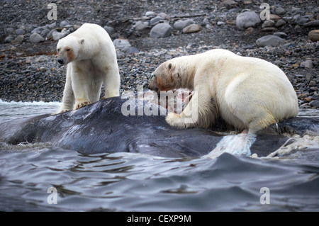 Eisbären fressen Tote Pottwal, Spitzbergen, Norwegen Stockfoto