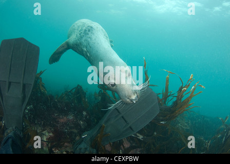 Ein grau-Siegel (Halichoerus Grypus) spielt mit einem Taucher Flosse. Stockfoto