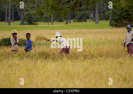 Menschen arbeiten in einem Reisfeld schneiden Reis mit Sensen auf einem Bauernhof in einem Dorf der Handwerker in der Nähe von Kampong Chnang (Chhnang) Stockfoto