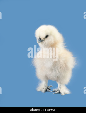 Entzückende flauschige Osterküken vor blauem Hintergrund Stockfoto