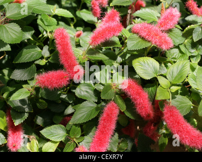 Zwerg oder Trailing Chenille Pflanze, Erdbeere Firetails, glühenden Cat Tail, Kitten es Tail, Fotocommunity Pendel, Euphorbiaceae. Stockfoto