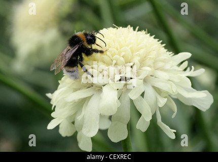 Heide-Hummel, Bombus Jonellus, Apinae, Apidae, Hymenopteren auf Trauer-Braut, Nadelkissen Blume, Scabius, Scabios Songarica. Stockfoto