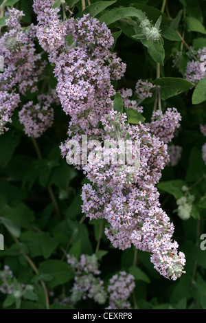 Himalaya-Schmetterlingsstrauch Buddleja Crispa, Scrophulariaceae. Eingeborener nach Afghanistan, Bhutan, Nord-Indien, Nepal, Pakistan, China. Stockfoto