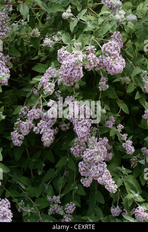 Himalaya-Schmetterlingsstrauch Buddleja Crispa, Scrophulariaceae. Eingeborener nach Afghanistan, Bhutan, Nord-Indien, Nepal, Pakistan, China. Stockfoto