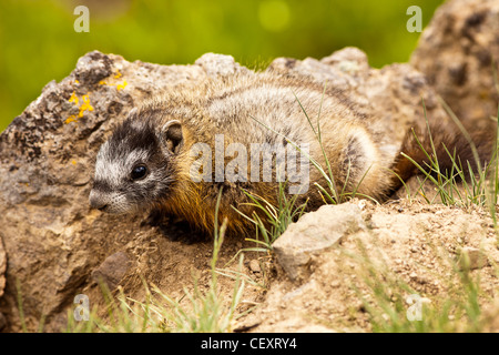 Baby Bauche Marmot Stockfoto