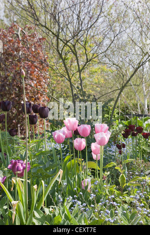 Der Wassergraben Garten Tulpen einschließlich "Shirley" und "Königin der Nacht" und Myosotis (Vergiss mich Habenichtse) im zentralen Blumenbeet Stockfoto