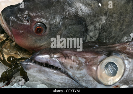 Eine Nahaufnahme von einem ungekocht Karpfen und Seehecht auf einem Bett aus zerstoßenem Eis auf einer Theke in ein Fischgeschäft Stockfoto