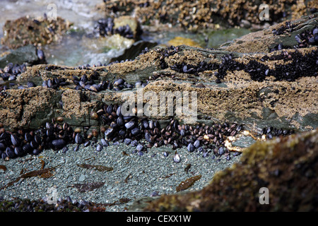 Muscheln und Austern in den Nationalpark von Ushuaia in Argentinien zu leben Stockfoto