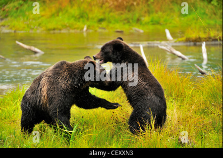 Zwei Grizzly Bären spielen Stockfoto