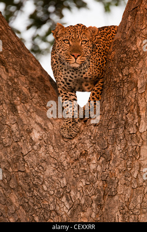 Großen männlichen Leoparden einen Wurst-Baum klettern Stockfoto