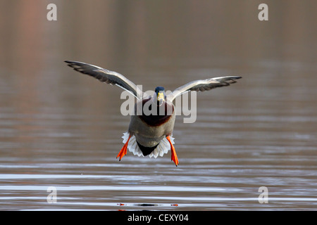 Stockente / Stockente (Anas Platyrhynchos) Drake Landung auf See Stockfoto