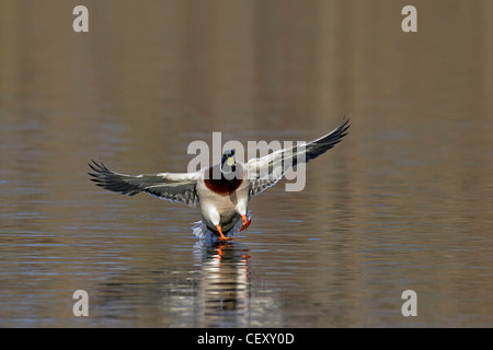 Stockente / Stockente (Anas Platyrhynchos) männlich Landung auf See mit Flügel Ausbreitung Stockfoto