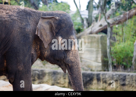 Asiatische Elefanten in Gefangenschaft Elephas maximus Stockfoto