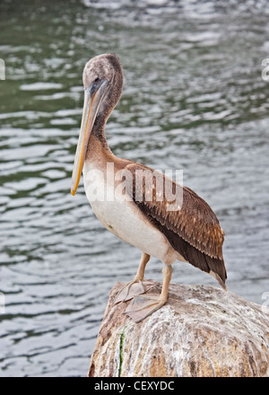Juvenile peruanische Pelikan (pelecanus thagus) am Fischereihafen, Arica, Chile Stockfoto