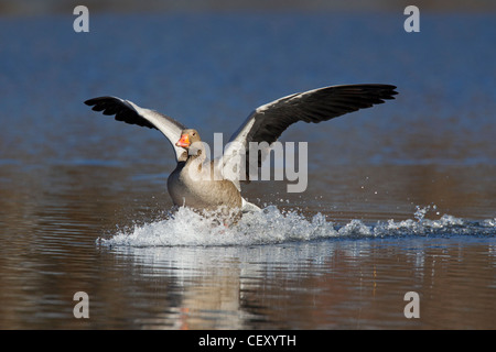 Graugans / Graylag Gans (Anser Anser) Landung am See, Deutschland Stockfoto