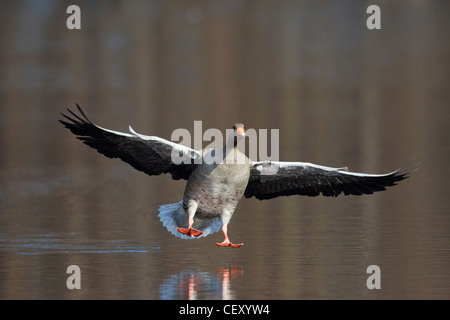 Graugans / Graylag Gans (Anser Anser) Landung am See, Deutschland Stockfoto