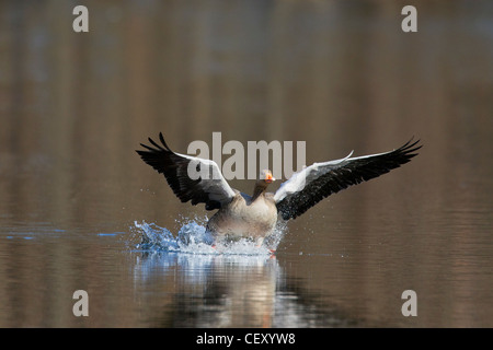 Graugans / Graylag Gans (Anser Anser) Landung am See, Deutschland Stockfoto