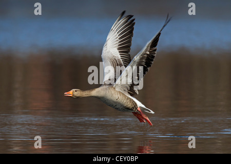 Graugans / Graylag Gans (Anser Anser) ausziehen aus See, Deutschland Stockfoto