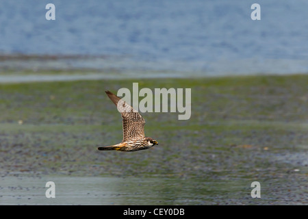 Eurasian Hobby (Falco Subbuteo) jagen Libellen über See, Deutschland Stockfoto