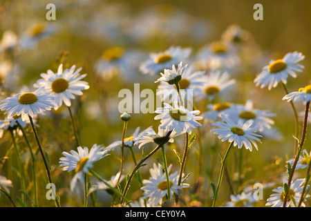 Oxeye Daisy / Ox-Eye Daisy / Mond Margeriten (Leucanthemum Vulgare / Chrysanthemum Leucanthemum) blühende Wiese, Deutschland Stockfoto