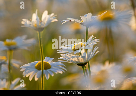 Oxeye Daisy / Ox-Eye Daisy / Mond Margeriten (Leucanthemum Vulgare / Chrysanthemum Leucanthemum) blühende Wiese, Deutschland Stockfoto