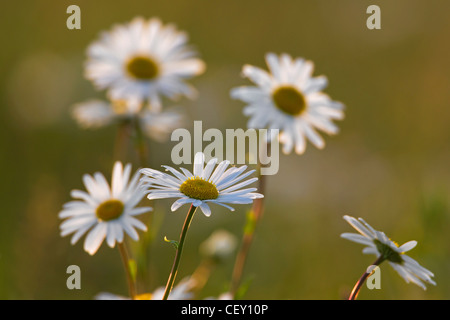 Oxeye Daisy / Ox-Eye Daisy / Mond Margeriten (Leucanthemum Vulgare / Chrysanthemum Leucanthemum) blühende Wiese, Deutschland Stockfoto