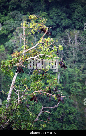 Flying Fox (Flughunde) in den Sianok Canyon am Koto Gadang. Stockfoto