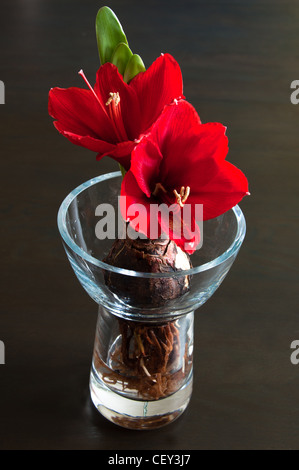 Nahaufnahme von roten Amaryllis mit Birne und Wurzeln in Glasvase auf dunklem Hintergrund Stockfoto