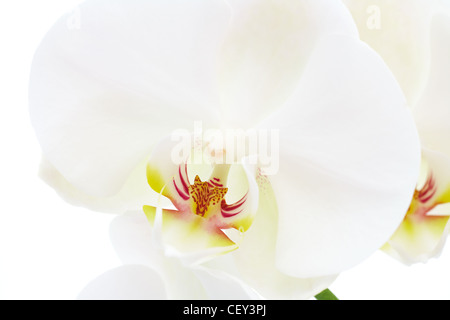 Eine weiße Orchidee Blüte Nahaufnahme Stockfoto