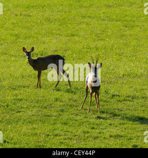 Rehe auf einer Wiese Frühlingsgrün Stockfoto