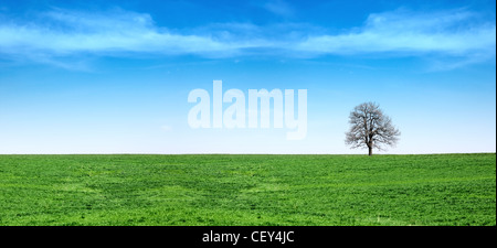 Einsamer Baum auf einer frischen Frühling grünen Rasen Wiese mit blauem Himmel Stockfoto