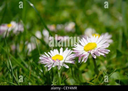 Grüner Rasen und weiße Daisy Blumen in eine Frühlingswiese Stockfoto