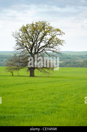 Alten einsamen Eiche eine grüne Frühling Gras Stockfoto