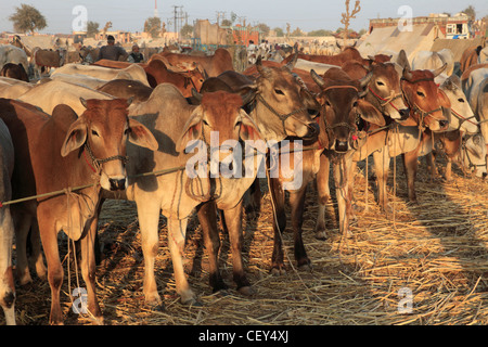 Indien, Rajasthan, Nagaur, Fair, Rinder, Stockfoto