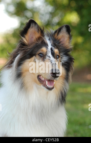 Collie, raue Fell, blue Merle Farbe. Stockfoto