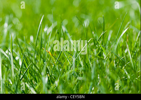 Close-up of fresh green grass Stockfoto