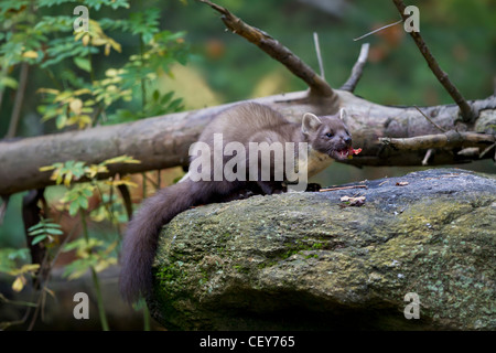 Baummarder Edelmarder europäischen Baummarder Kiefer ma Stockfoto