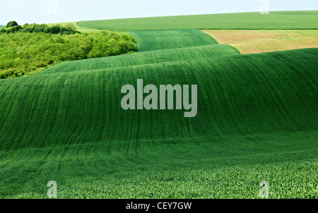 Landschaft mit grünen Frühling Weizenfeld Stockfoto