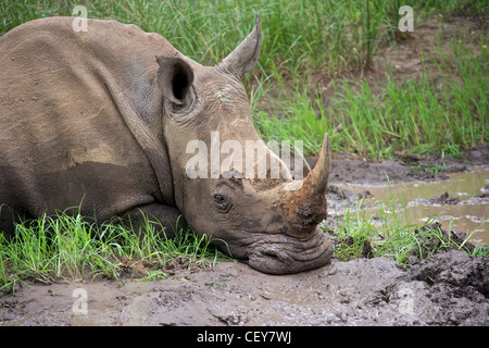 Wilden weißen Nashörner faulenzen im Schlamm Stockfoto