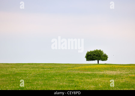 Einsamer Baum in einem grünen Frühlingswiese mit gelben Blüten Stockfoto
