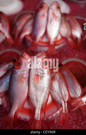 Frischer Fisch zum Verkauf an Kota Kinabalu Waterfront nassen Markt. Stockfoto