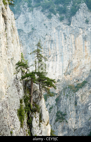 Kiefern auf einem hohen senkrechten Felsen in Rhodope Berge, Bulgarien Stockfoto