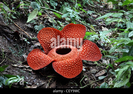 Rafflesien (Rafflesia Arnoldii) Blume, eine parasitische Pflanze, die auf die Tetrastigma Rebe lebt. Bukittinggi, West-Sumatra Stockfoto